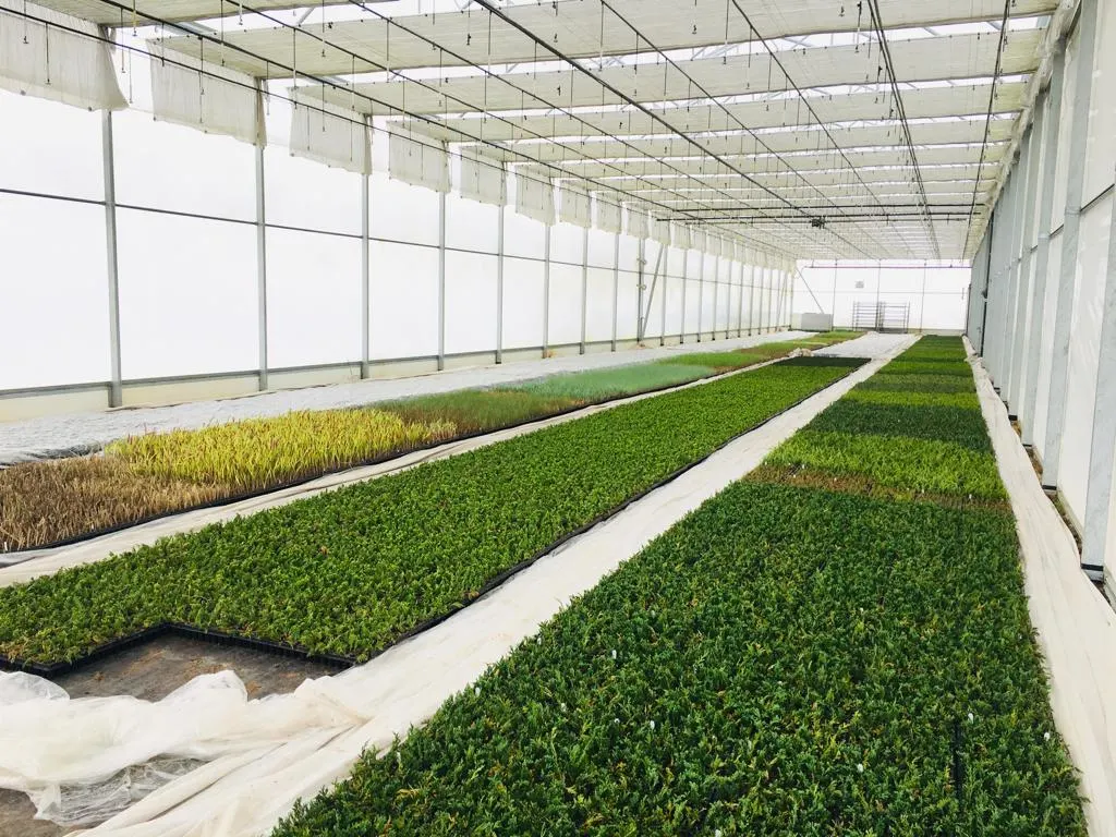 Udsigt fra Marcinków 4 planteskole