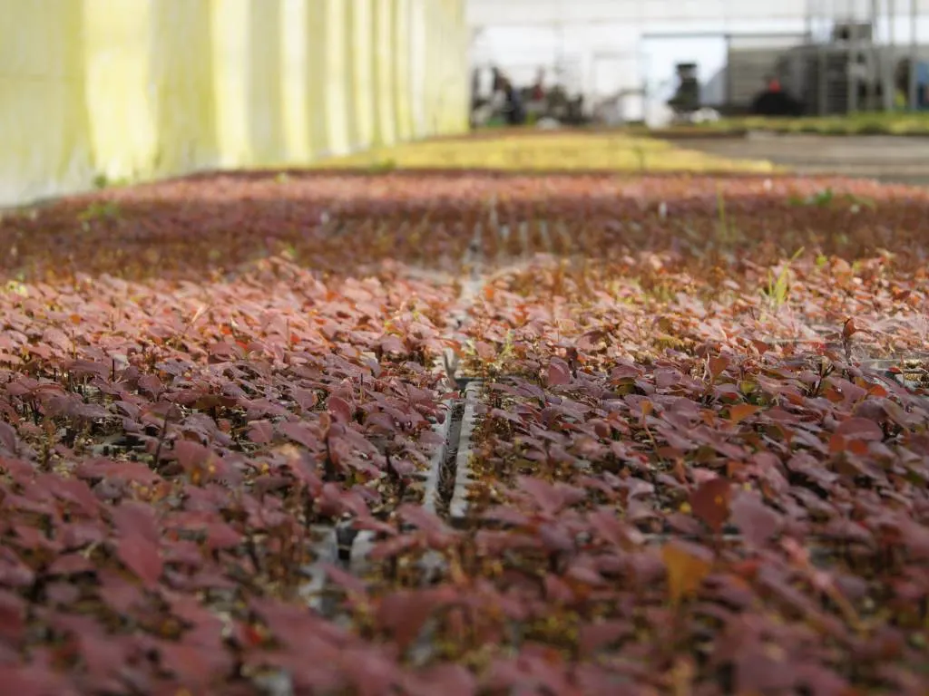 Udsigt fra Marcinków 7 planteskole