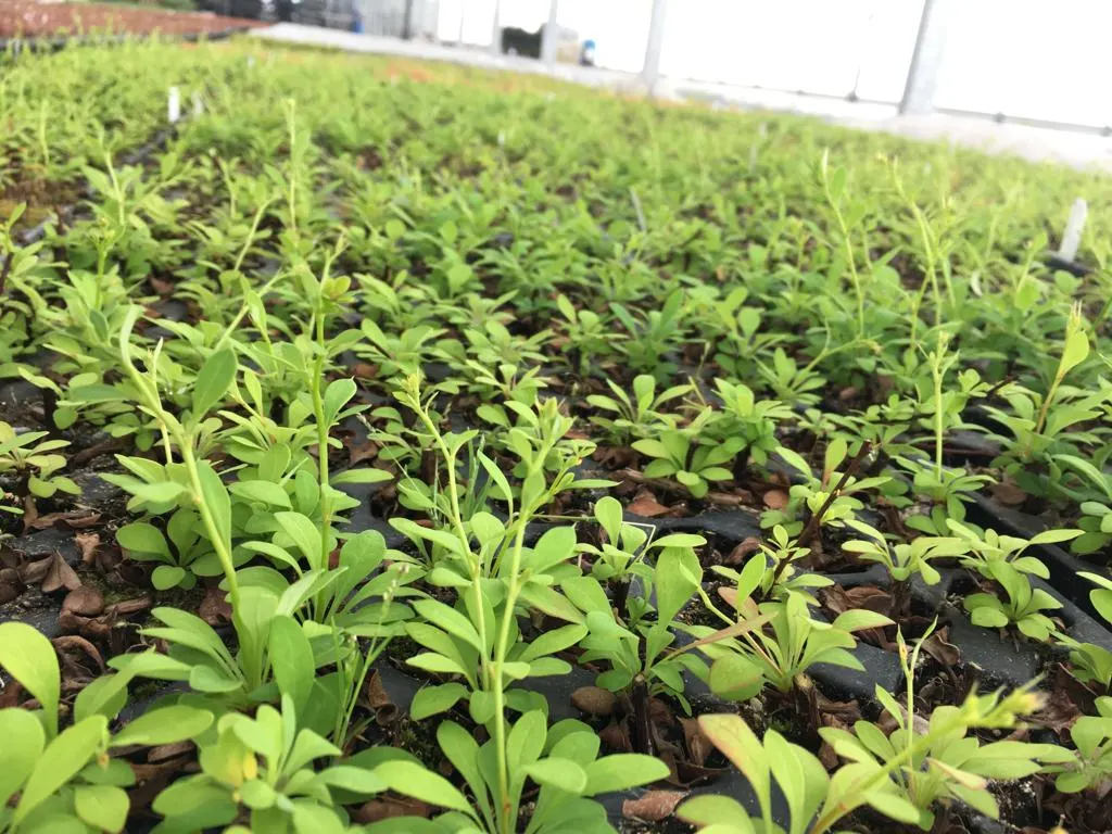Udsigt fra Marcinków 10 planteskole
