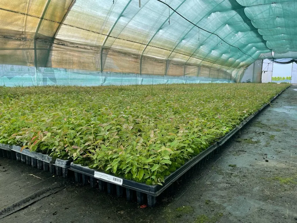 Udsigt fra Marcinków 12 planteskole